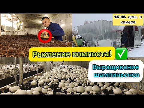 Видео: Компост фаза 2| вскрытие брикетов |Рыхления компоста| Ждём шампиньоны. Бизнес дома!