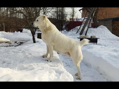 Видео: Алабай. Жених нарисовался. Купил новый поводок. Занимаюсь собакой.