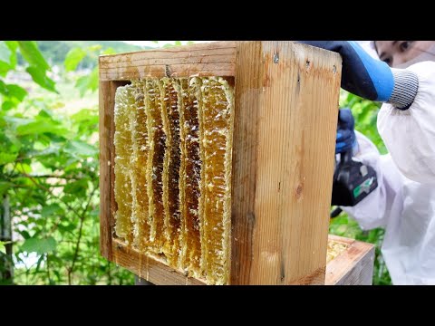 Видео: Сбор летнего меда, Традиционное японское пчеловодство, Apis cerana japonica.