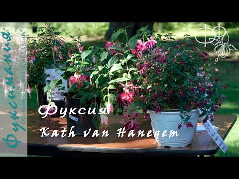 Видео: Фуксия Kath van Hanegem: как из малыша вырастить пышный куст за считанные месяцы, опыт Елены Кемовой