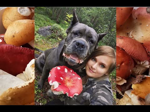 Видео: ГОТОВИМ СЫРОЕЖКИ ВКУСНО / COOKING MUSHROOMS IS DELICIOUS