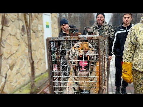 Видео: Это не тигр! Это ТИГРИНЫЙ ВЕЛИКАН! За фуфусика можно ответить - Олег Зубков рискует с ним в вольере!