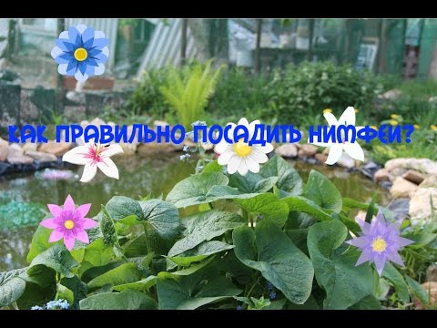 Видео: Как правильно посадить нимфеи?