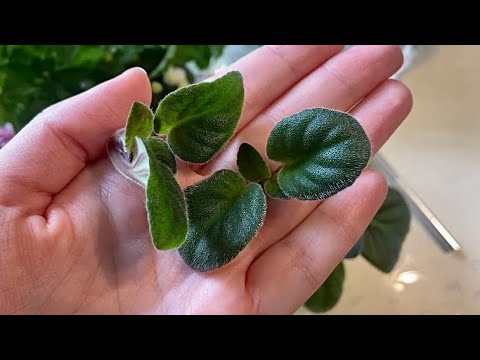 Видео: Снимаю и укореняю пасынки с фиалки.