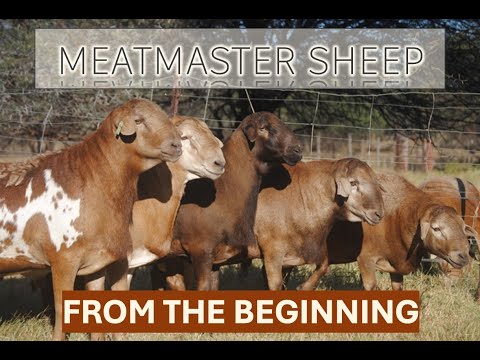 Видео: Овцы Митмастера — с самого начала