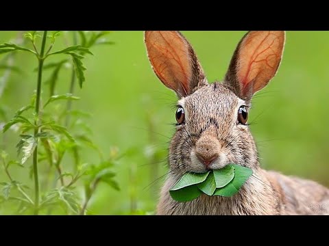 Видео: Ланцюги живлення 🐇 Екосистема 🐀 Природознавство 2 клас