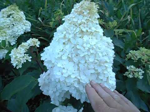 Видео: И снова о гортензиях. 30.07.2020г