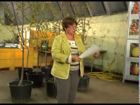Видео: Как выбрать саженцы для Подмосковья и средней полосы