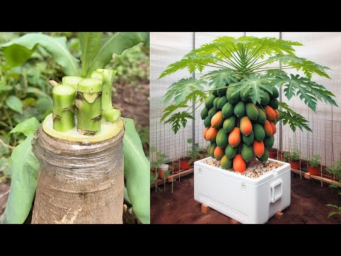Видео: Отличный метод прививки суперкарликовых деревьев папайи