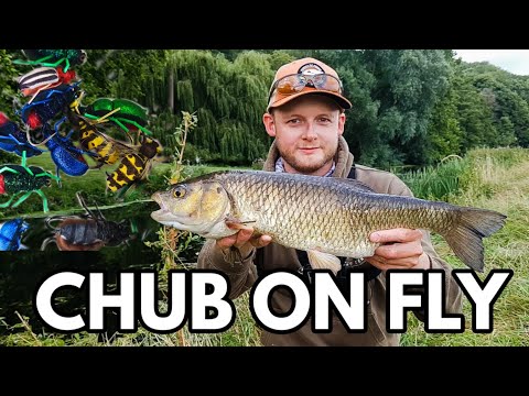 Видео: Ловля крупной рыбы нахлыстом. Ловля голавля нахлыстом.