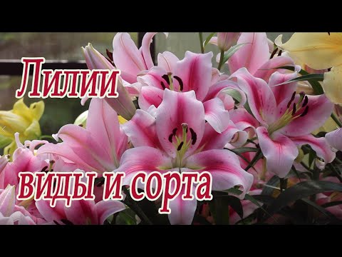 Видео: Лилии: виды и сорта