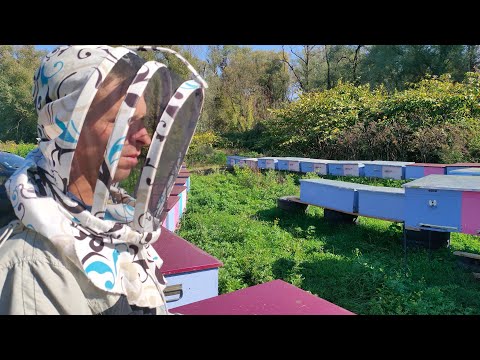 Видео: Осінь. Як ми зберігаємо пасіку!