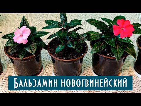 Видео: Особенности выращивания Бальзамина Новогвинейского! Пересадка