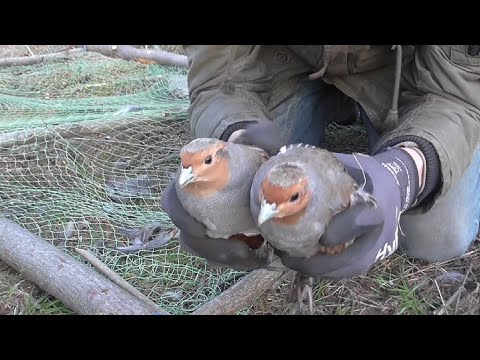 Видео: ПОЙМАЛ две куропатки в одну ловушку!!? Топ ловушка на куропатку! Рекомендую!!!