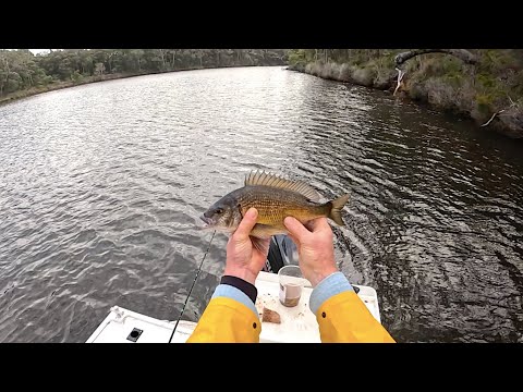 Видео: Соревнования по ловле черного леща в Моллой, Австралия, день 1, 2025