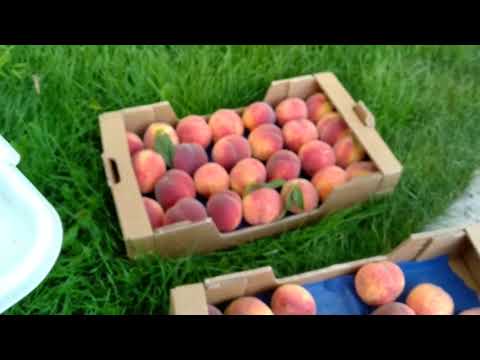 Видео: Персик САНРАЙЗ  . Подробный,объективный обзор и дегустация.