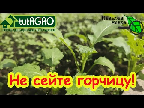 Видео: Хотели почву «как после навоза» — теперь надо спасать огород: когда сидерат лишает вас урожая.