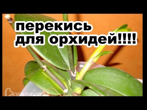 Видео: влияние перекиси водорода на орхидеи. Перекись водорода для орхидей