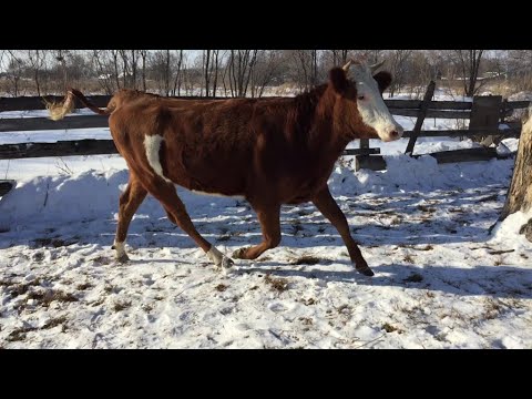 Видео: Корова отелилась.. что дальше? Раздой! Зимние забавы на хозяйстве )))
