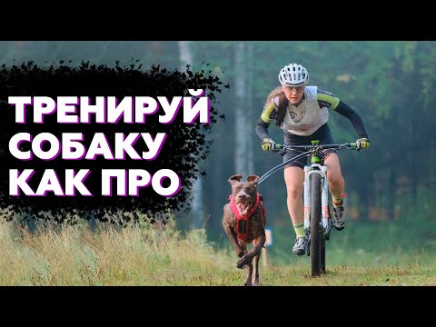 Видео: КАК ТРЕНИРОВАТЬ СОБАКУ | ВСЕ ВИДЫ ТРЕНИРОВОК В ЕЗДОВОМ СПОРТЕ