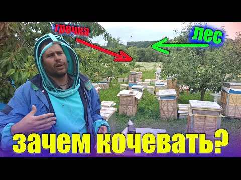 Видео: Почему важно кочевать с пчелами