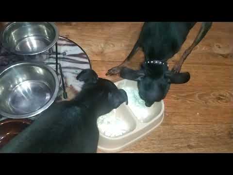 Видео: 🐾Говорящая 
собака🐾