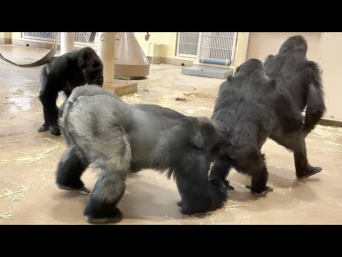 Видео: Нене обнимает Энни!?　С участием Нене⭐️51 год, самая старая горилла в Японии
