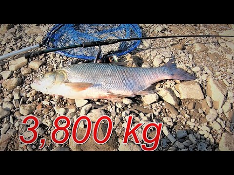 Видео: ЖЕРЕХ ИДЁТ, ПЕРВЫЙ ТРОФЕЙНЫЙ ПОЙМАН!!! ЖЕРЕХ #2
