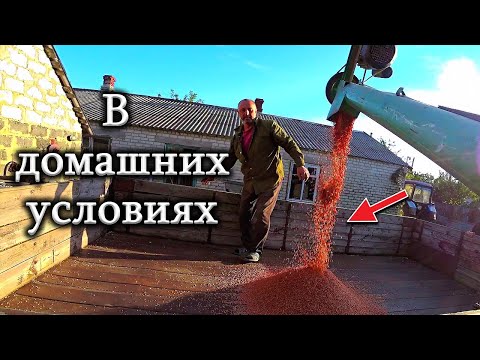 Видео: Как быстро Протравить семена пшеницы в домашних условиях с помощью шнека