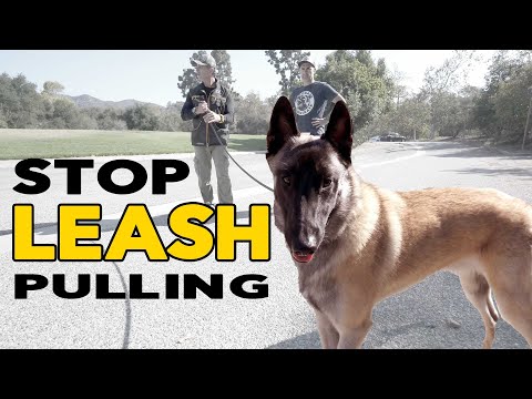 Видео: Научите собаку НЕ ТЯНУТЬ поводок