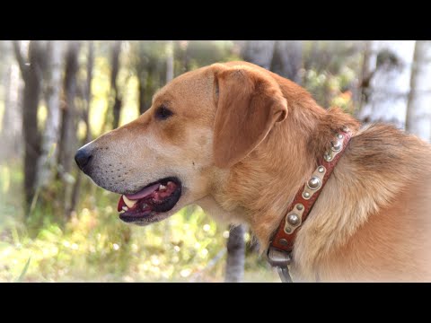 Видео: Шикарное открытие охоты на зайца беляка с Русскими гончими сезона 2022-2023 г.г.