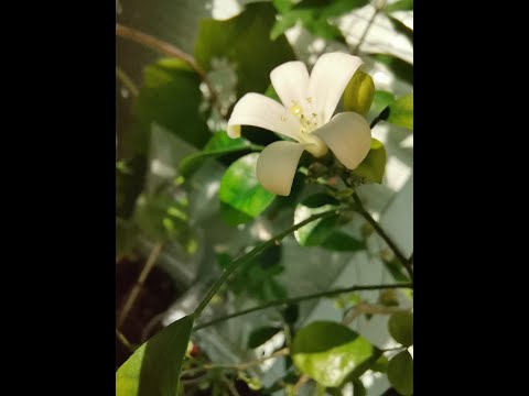 Видео: ПЕРЕСАДКА МУРАЙИ.