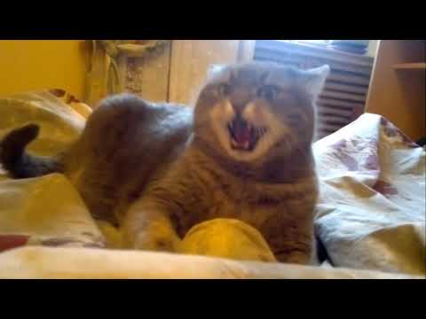 Видео: Злые коты вторая подборка
