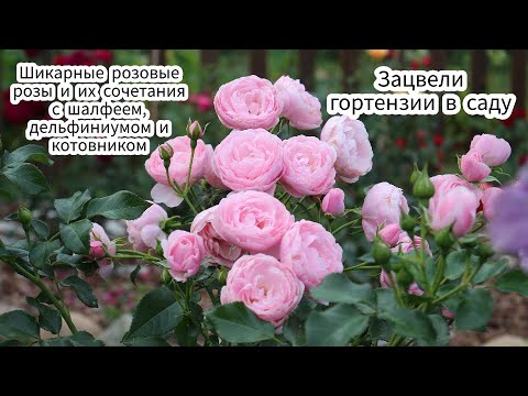 Видео: Шикарные розовые розы и их сочетания с шалфеем, дельфиниумом и котовником. Зацвели гортензии в саду