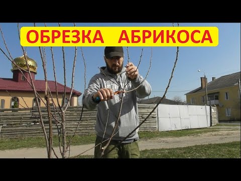 Видео: Как обрезать абрикос - однолетнего и трехлетнего. Формировка чашей и с центральным проводником