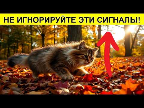 Видео: 📢 РАЗОБЛАЧАЕМ мифы 5 НЕВЕРОЯТНЫХ фактов о личности вашей кошки