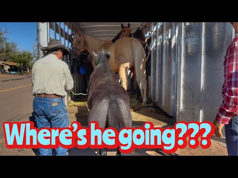 Видео: БОЛЬШЕ ЖЕРЕЦ УХОДИТ! - КОРОВЫ тоже уходят