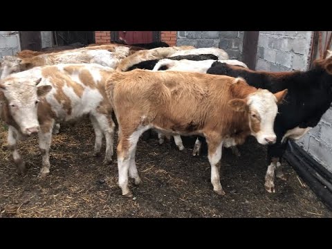 Видео: Каких Бычков Покупать на откорм￼￼