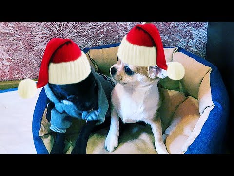 Видео: ПРЕДНОВОГОДНИЙ влог🎄Чихуахуа ЛИЗИ