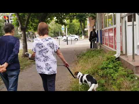 Видео: Всякое. Майкоп. #488