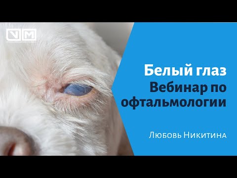 Видео: Белый глаз. Вебинар по офтальмологии