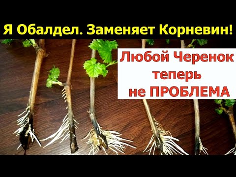 Видео: Я ОБАЛДЕЛ. ГЕНИАЛЬНО И ПРОСТО СПОСОБ УКОРЕНЕНИЯ черенков! 100% рабочее средство! Заменяет КОРНЕВИН