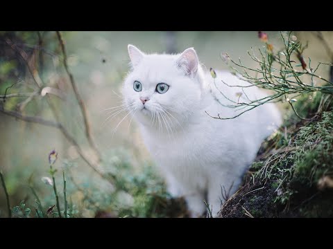 Видео: 12 часов успокаивающей музыки для беспокойной кошки: глубоко умиротворяющая музыка для кошек - ре...