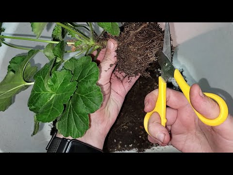 Видео: СРОЧНО ОСЕНЬЮ сделай это с геранью, чтобы ушла в ЗИМУ здоровая, крепкая, зеленая и красивая