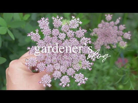 Видео: Вы можете поверить, что это июль? 💐 Летние цветы, устойчивые к жаре