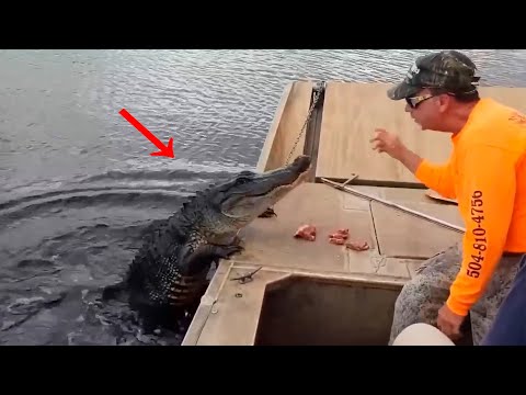 Видео: НЕВЕРОЯТНЫЕ МОМЕНТЫ С ЖИВОТНЫМИ СНЯТЫЕ НА КАМЕРУ! ЭТО Нужно ВИДЕТЬ!