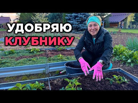 Видео: Клубника скажет спасибо за эту подкормку!