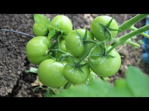 Видео: Кормите Томаты Правильно И Соберете Богатый Урожай.