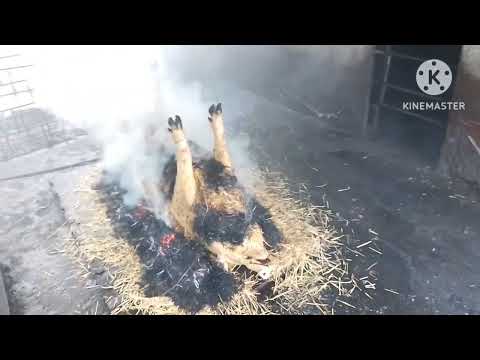 Видео: Опоросилась Пьетренша. Завалил последнего кабанчика в этом году. Рутуб в описании по ссылке. 