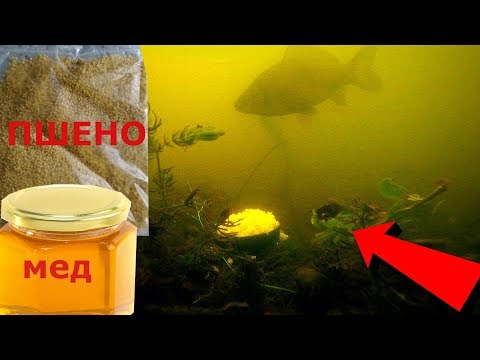Видео: ПШЕНО С МЕДОМ В ДЕЙСТВИИ! Убойная прикормка! Подводная съемка